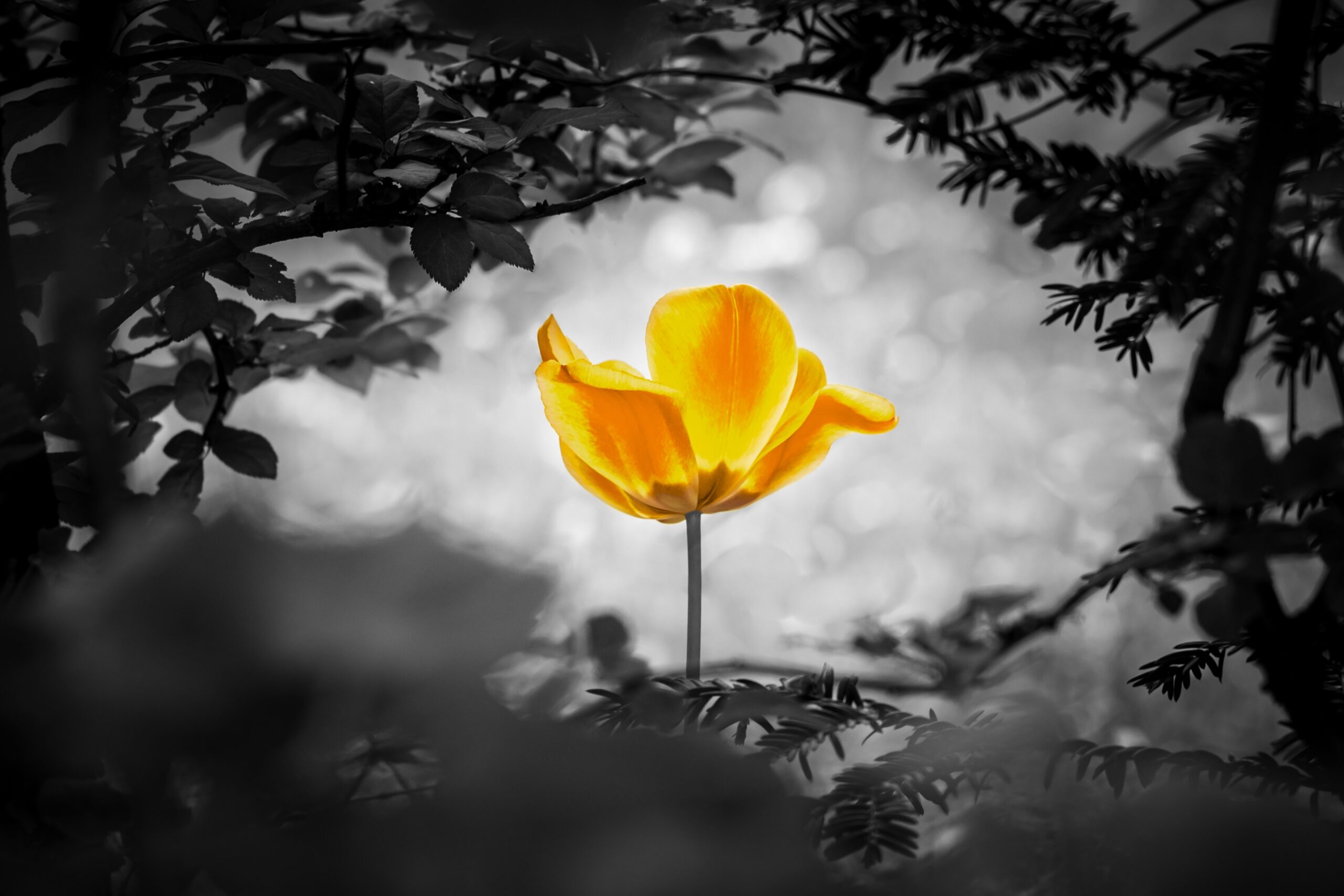 Yellow tulip soul in black white for peace